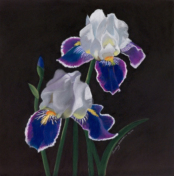 Two Iris