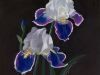 Two Iris