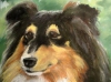 Sheltie
