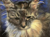 Dittus_Chrissey_Grey-Tiger