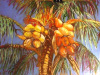 Quinlivan_Joann_Coconut-Palmlr