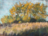 Barbara Smith "Aspen Grove"